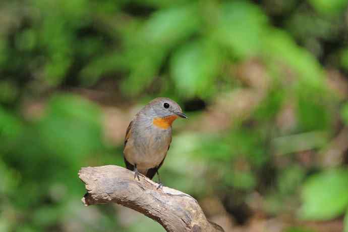 雄性红喉姬鹟(4) 雄性红喉姬鹟(4)