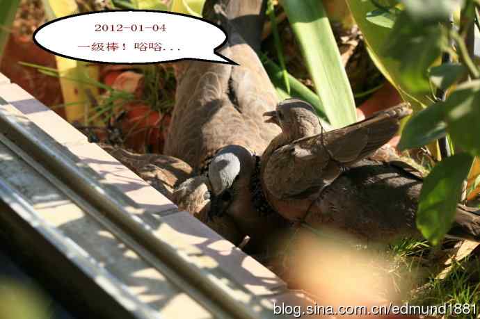 珠颈斑鸠育儿记