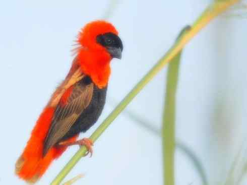 十大鸟类建筑师之二（织布鸟、维达雀）