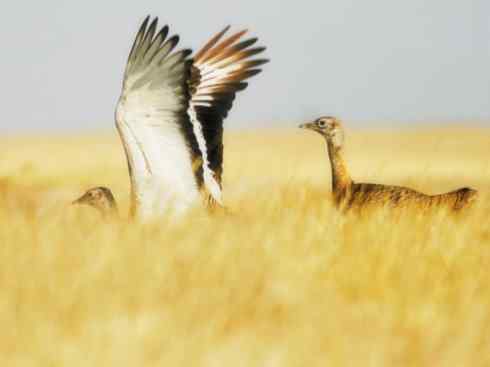 鸟类之最：大鸨