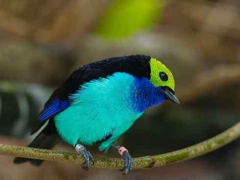 极品红色鸟类:玫红比蓝雀 极品红色鸟类:玫红比蓝雀