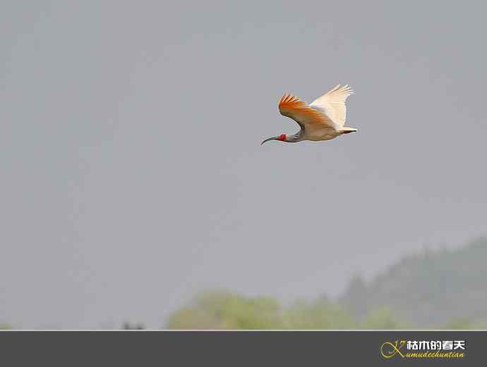 洋县拍鸟：珍禽鈥斨禧q