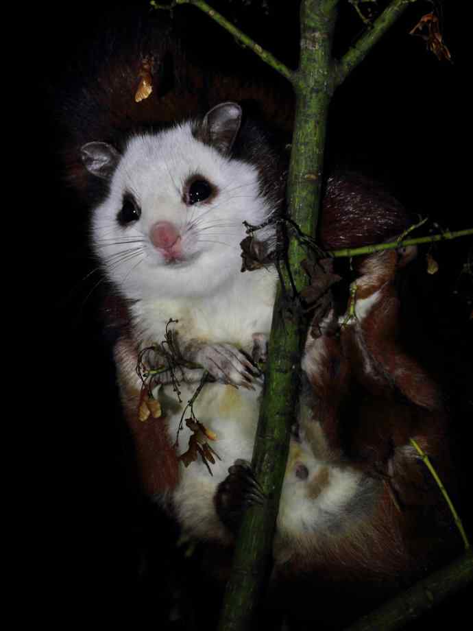 炮的野生鸟类摄影2012总结之三---黄昏界