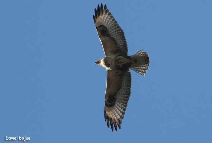 十渡几只鸟 十渡几只鸟