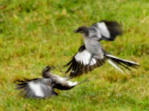 雀鸟也彪悍：角斗士（鹊鹨）