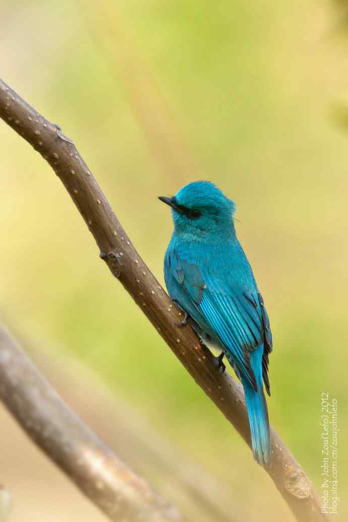 喜欢那一身蓝鈥斺斖尔l