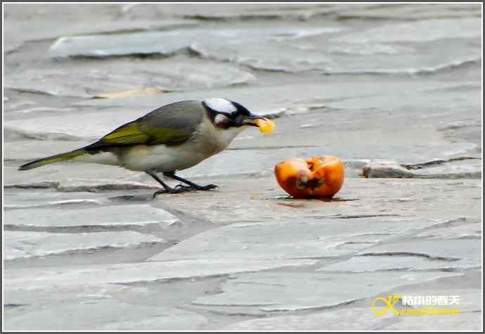 鈥溗啄疋澃淄佛恰菊掌