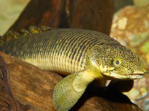 鱼类活化石：多鳍鱼