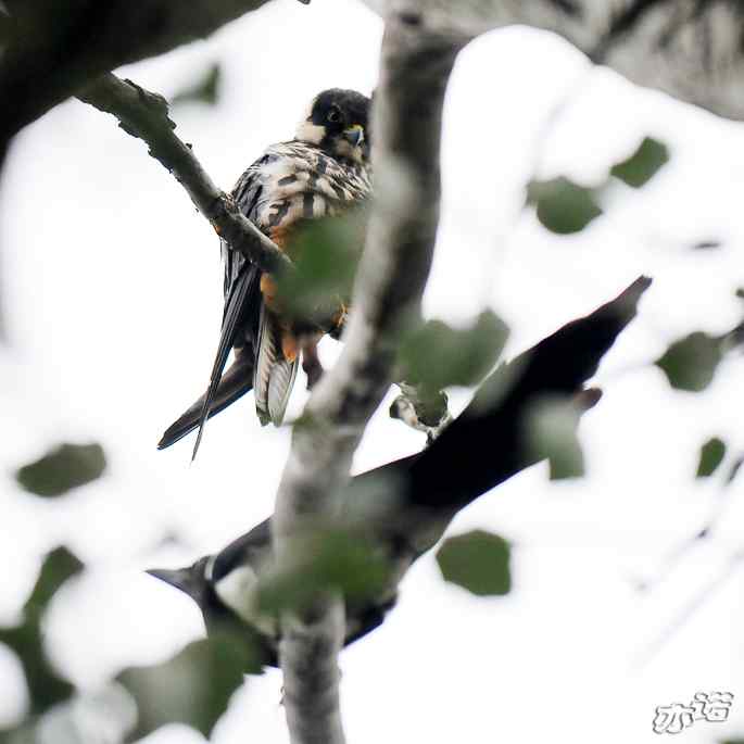 圆明园拍鸟——梳羽的燕隼