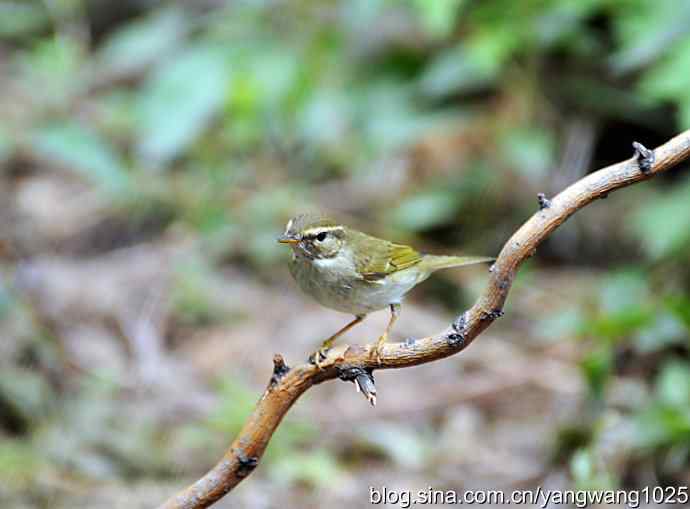 极北柳莺（枝头）2