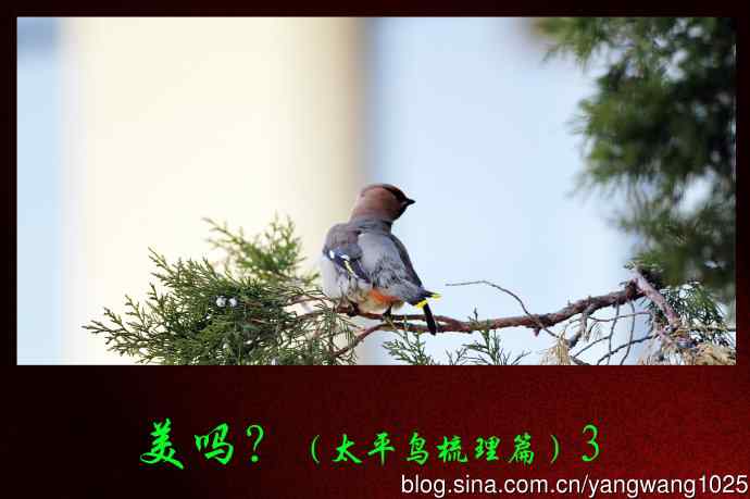 美吗?（太平鸟梳理篇）3