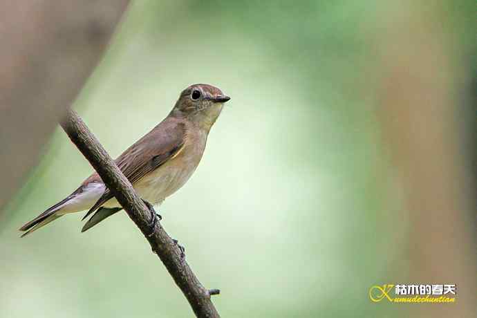 迁徙季的红喉姬鶲、灰卷尾、红尾伯劳