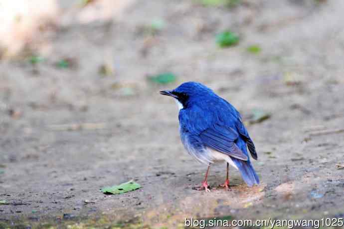 雄性蓝歌鸲（1）