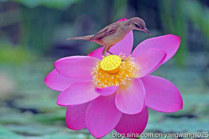 东方大苇莺与荷花（1）