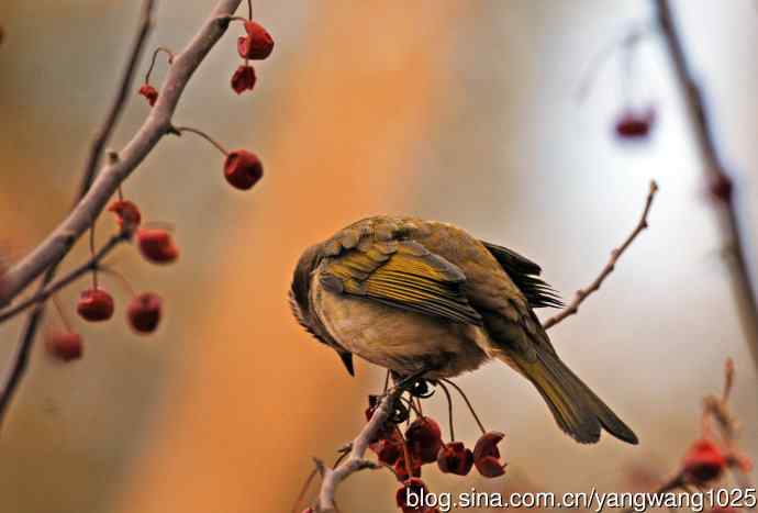 吃红豆的白头鹎