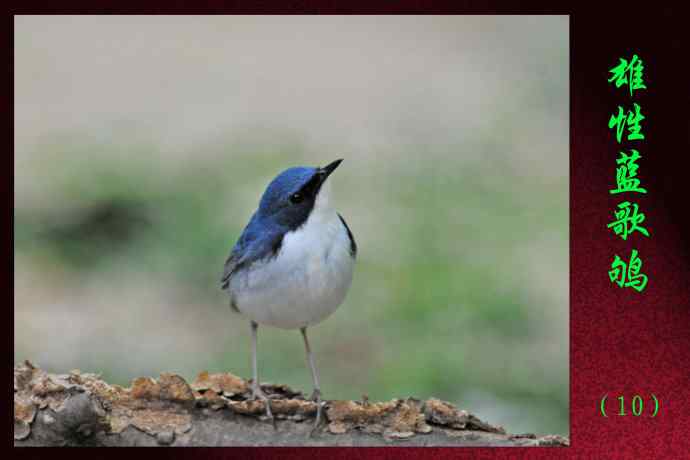 雄性蓝歌鸲（10）