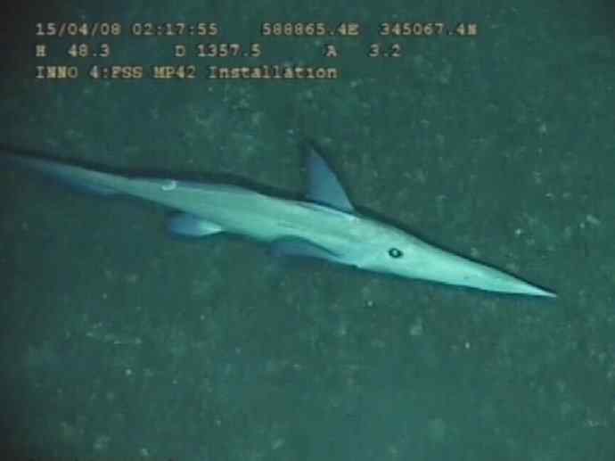 鱼类活化石：长吻银鲛