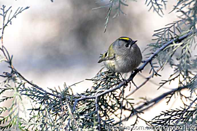 柏树丛中的戴菊 wbr2 柏树丛中的戴菊 wbr2