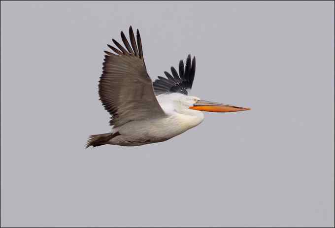 我与鹈鹕有个约会