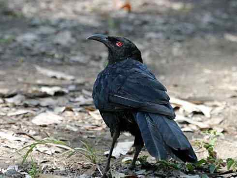 雀鸟也彪悍：角斗士（鹊鹨）