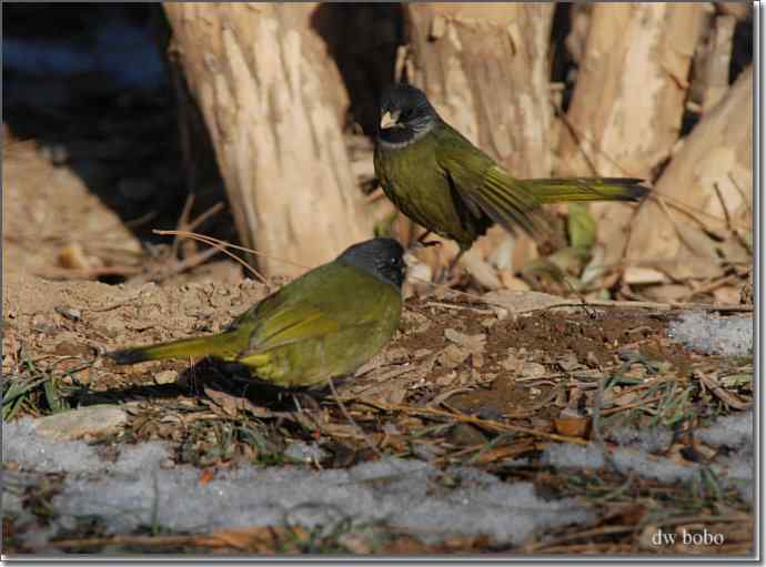 中国特有鸟种-领雀嘴鹎