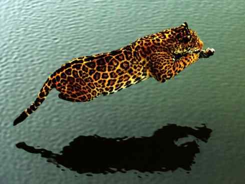 狈：传说的兽原型探秘（狼）