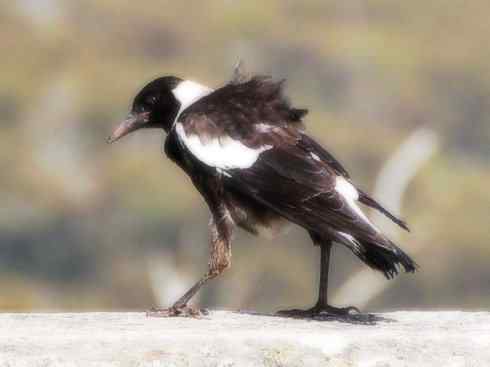 雀鸟也彪悍：战斗机（黑背钟鹊）