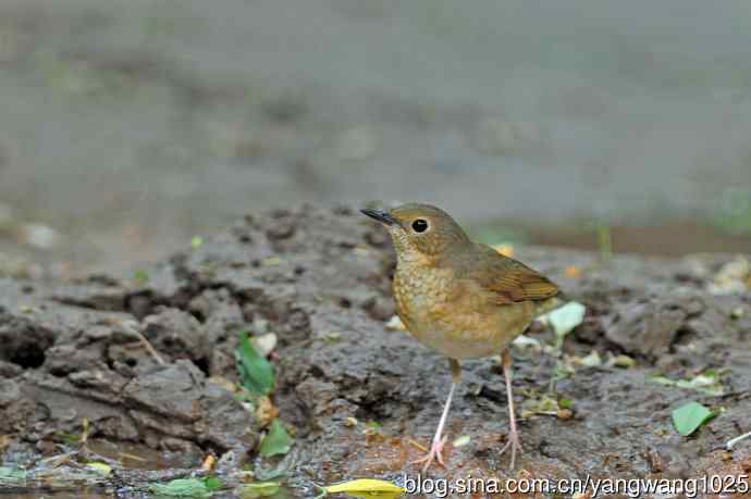 雌性蓝歌鸲（2）