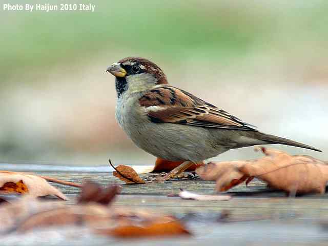 【亚平宁半岛之旅 wbr. wbr疑似洋家雀】
