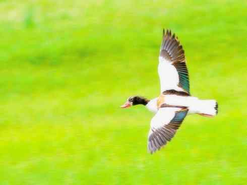 欣赏：美丽的麻鸭