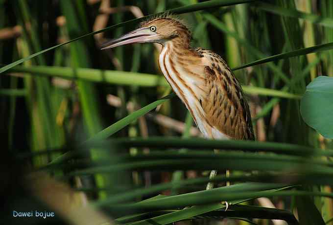 苇丛间的黄小鳽