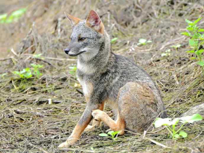 犬科：狐亚科伪狐属之高地狐、河狐、秘鲁狐