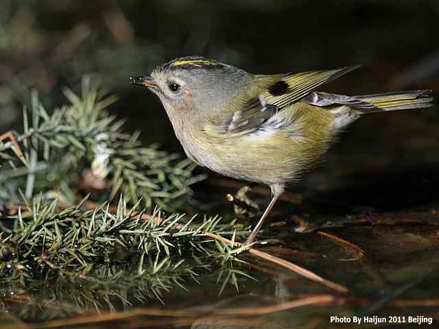 暮然回首 wbr. wbr戴菊却在天坛水洼处