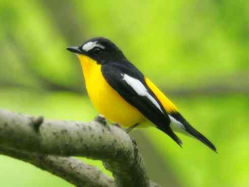 雀鸟也彪悍：霓裳飘舞（绶带）