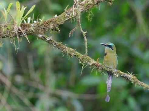 绝色攀禽：佛法僧目之翠鴗2