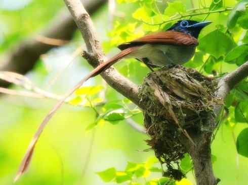 猎奇：长尾鸟雀（咬鹃和寿带鸟）