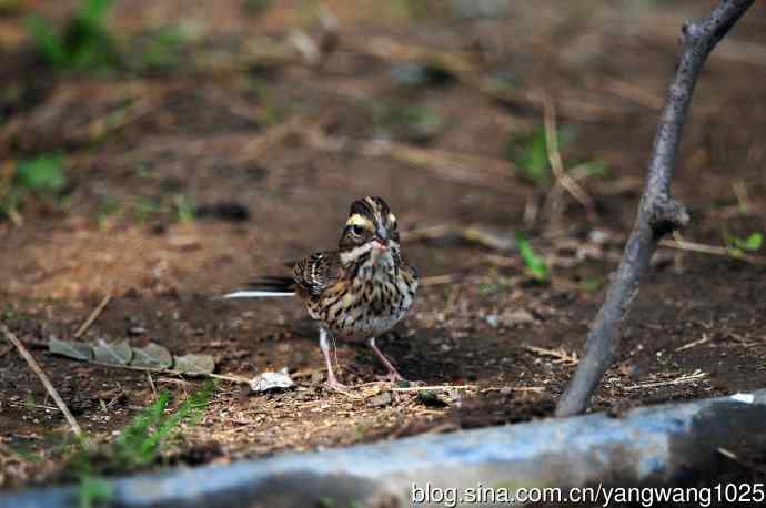 三道眉草鹀（2）