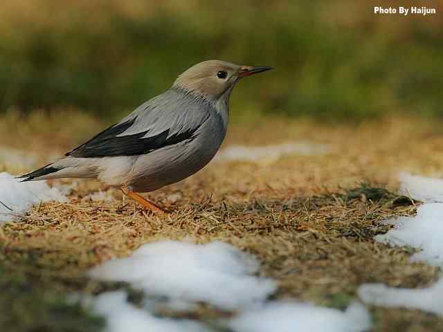 天坛公园的丝光椋鸟 天坛公园的丝光椋鸟
