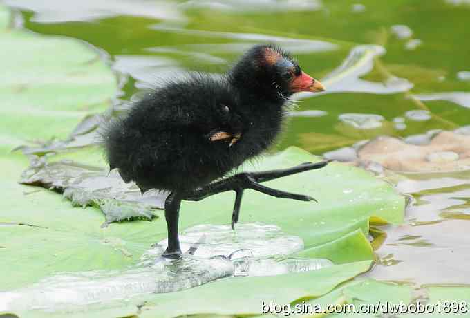 黑水鸡育雏 黑水鸡育雏