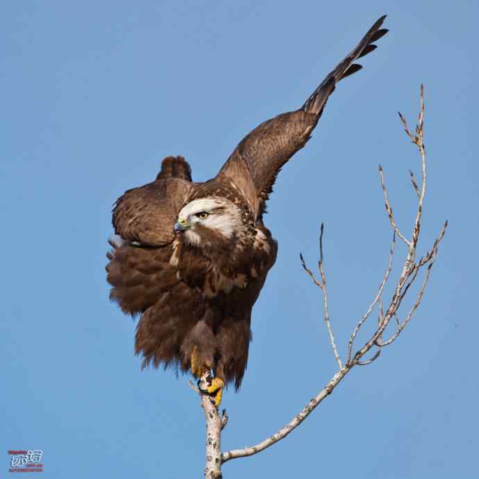 达里湖&nbsp;wbr路&nbsp;wbr大鵟