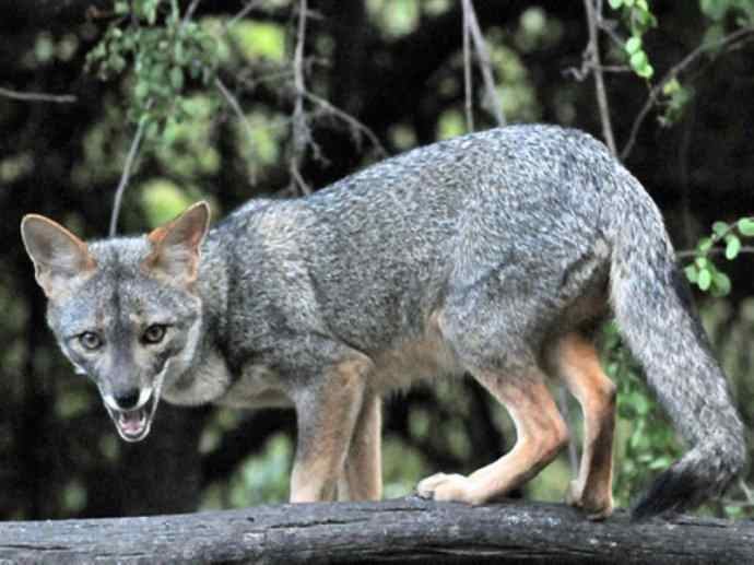 犬科：狐亚科伪狐属之高地狐、河狐、秘鲁狐