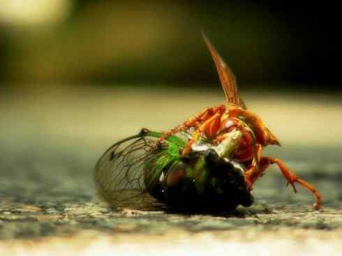 十大喜食蜂蜜动物：胡蜂