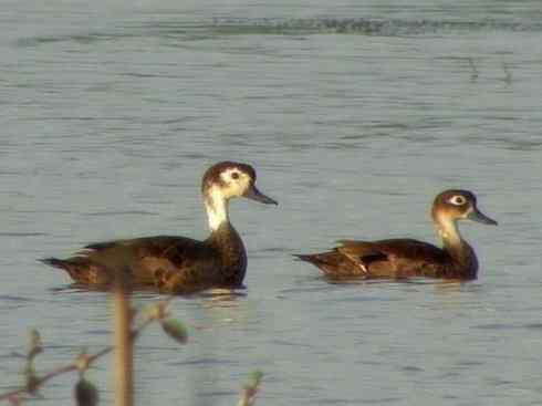 欣赏：美丽的钻水鸭4