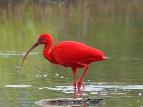 极品红色鸟类：美洲红鹮