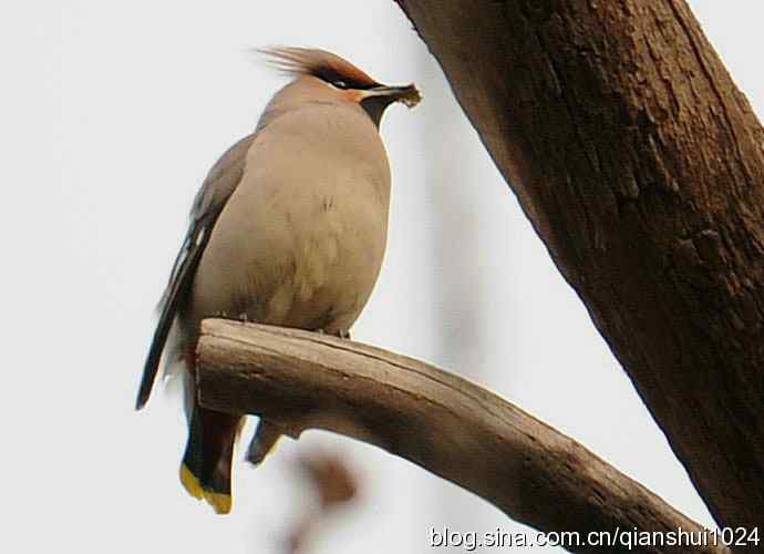 大太平.小太平(植物园) 大太平.小太平(植物园)