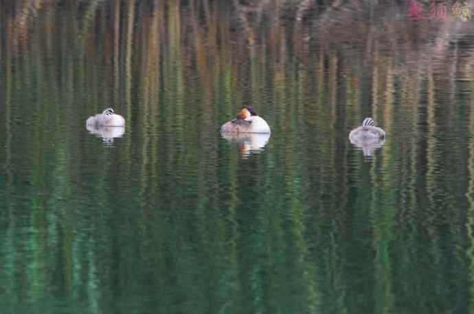 凤头鸊鷉（四）育雏喂食