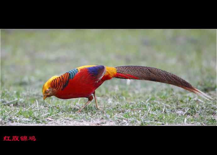 雄雉于秦 wbr下上其音