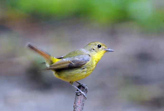 雌性绿背姬鶲（1）