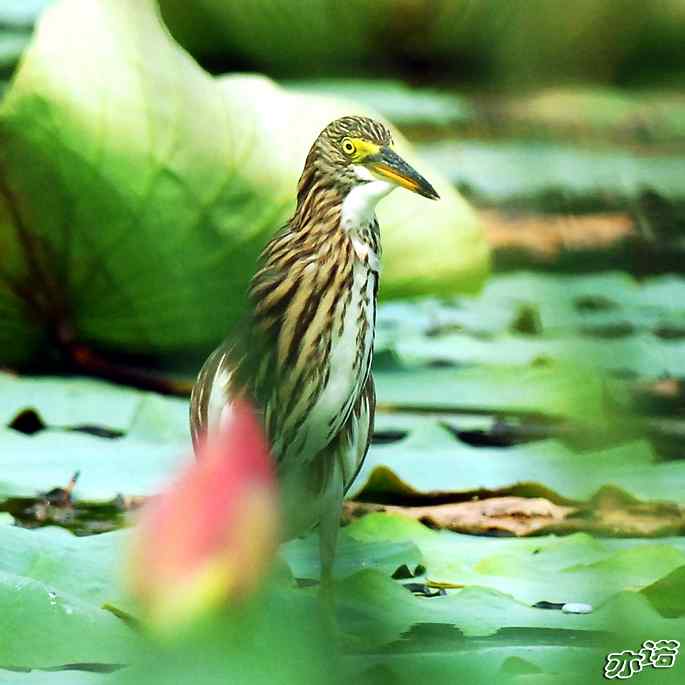 圆明园&nbsp;wbr路&nbsp;wbr池鹭抓大鱼