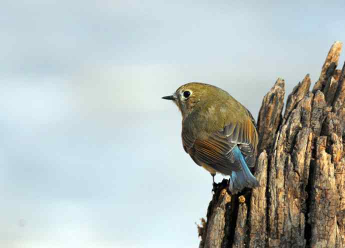 雌性红胁蓝尾鸲（26）